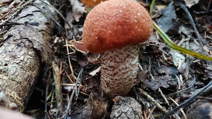 Красноголовик подберезовик