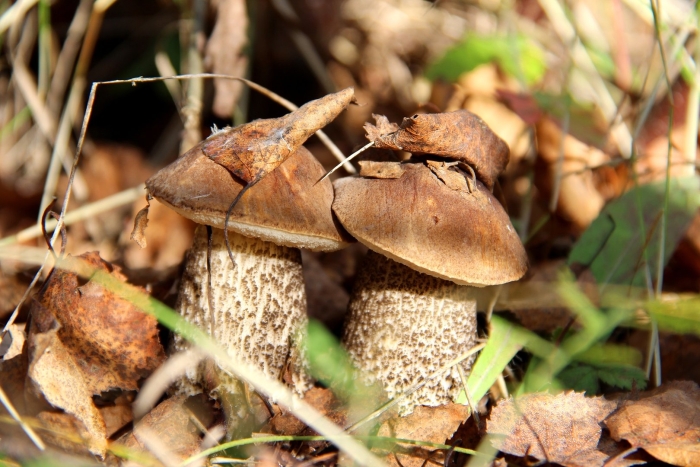 Подберезовик обабок