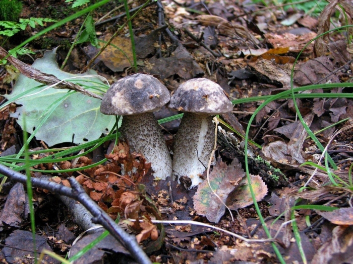 Leccinum variicolor