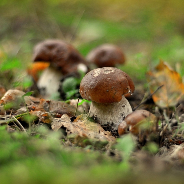 Осень грибы