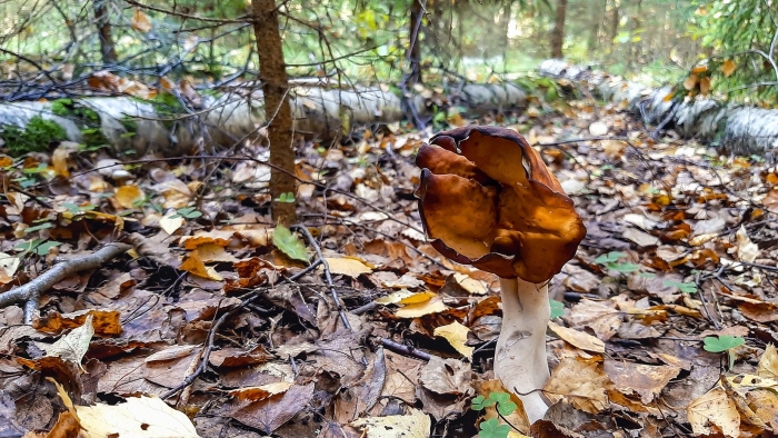 Gyromitra infula