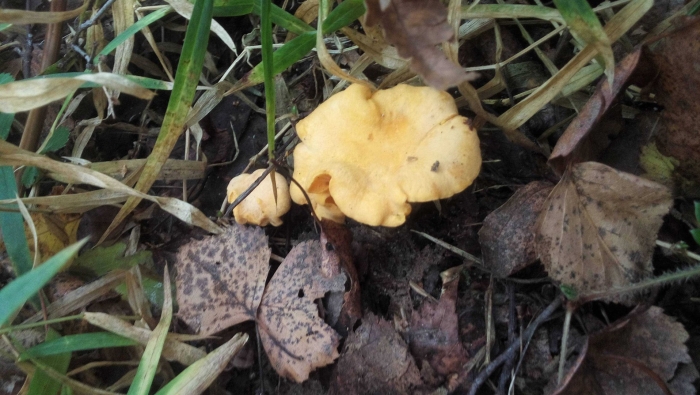 Гриб похожий на лисичку