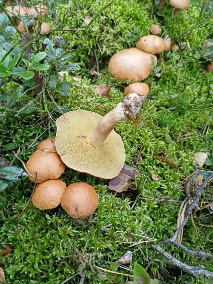 Козляк (suillus bovinus)