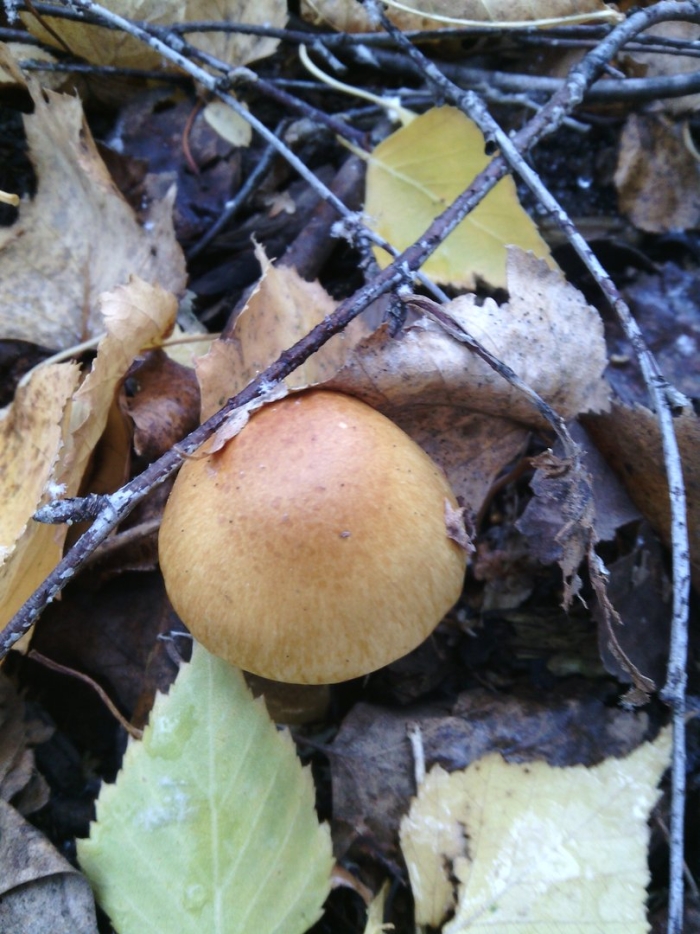 Съедобные грибы башкирии