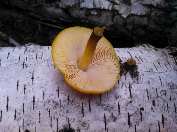 Плютей львино-жёлтый