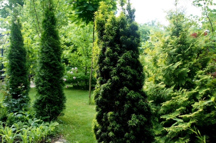 Taxus baccata fastigiata aurea
