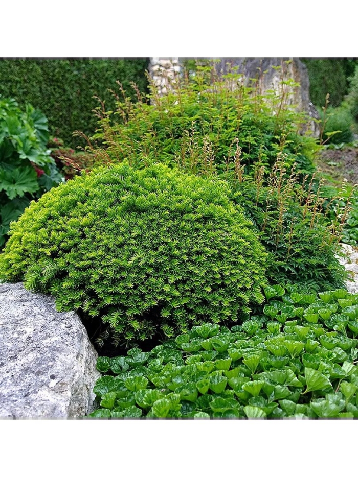 Ель обыкновенная little gem