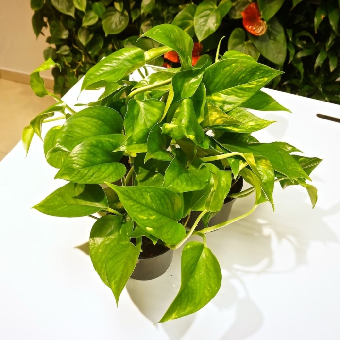 Комнатное растение эпипремнум