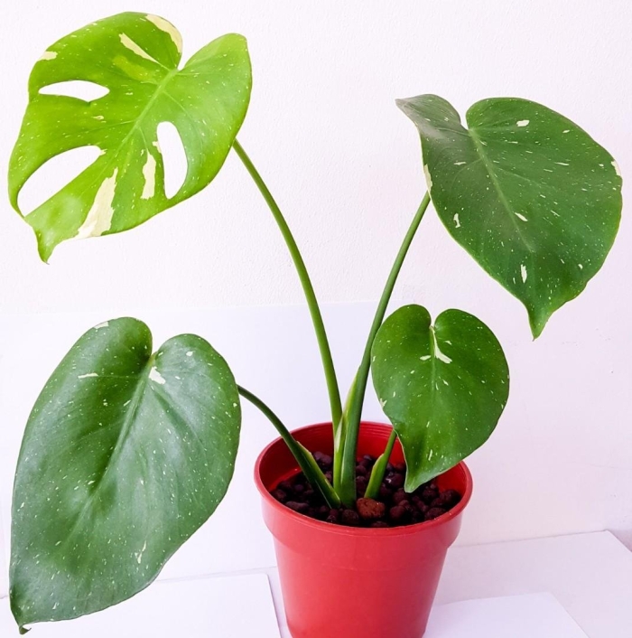Monstera adansonii