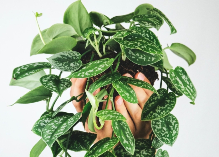 Сциндапсус сильвер сплеш