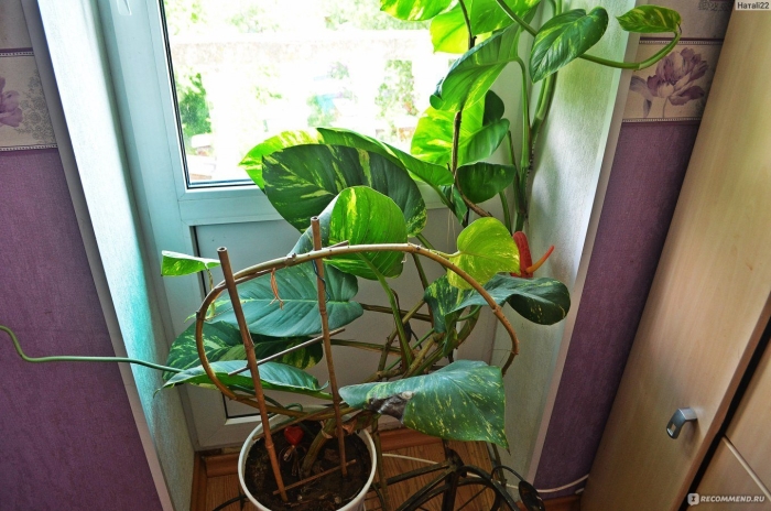 Фикус мужегон