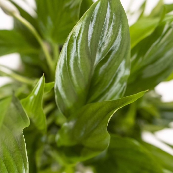 Спатифиллум комнатное растение