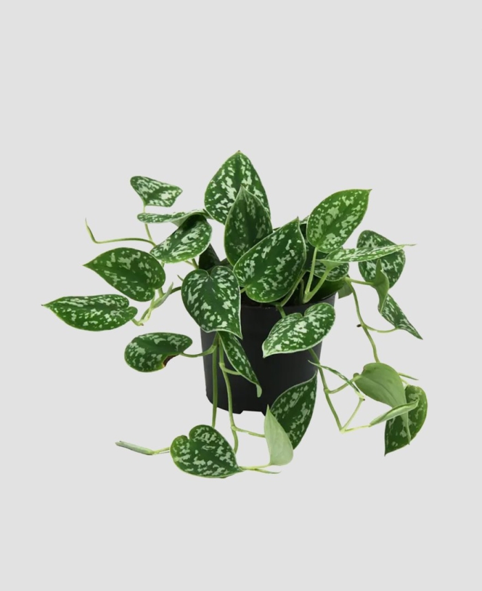 Сциндапсус pictus