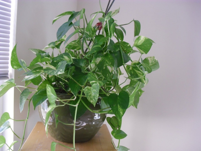 Растение мужегон