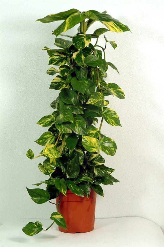 Лиана цветок сциндапсус