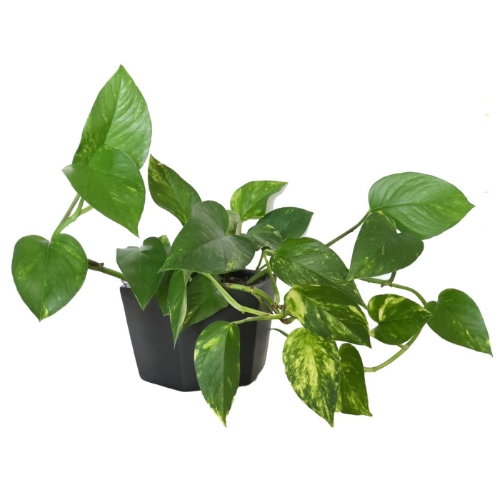 Сциндапсус ауреум 12/20