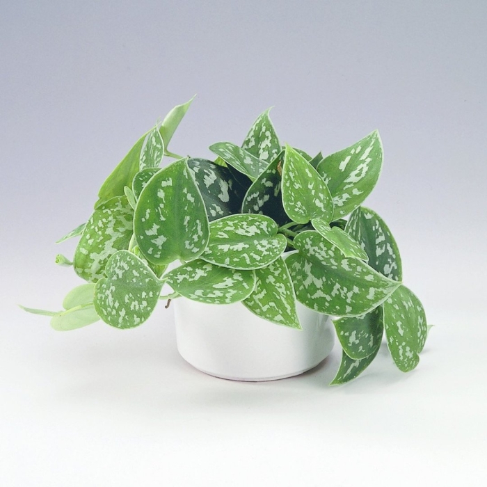 Сциндапсус пиктус аргиреус