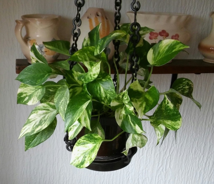 Цветок сциндапсус