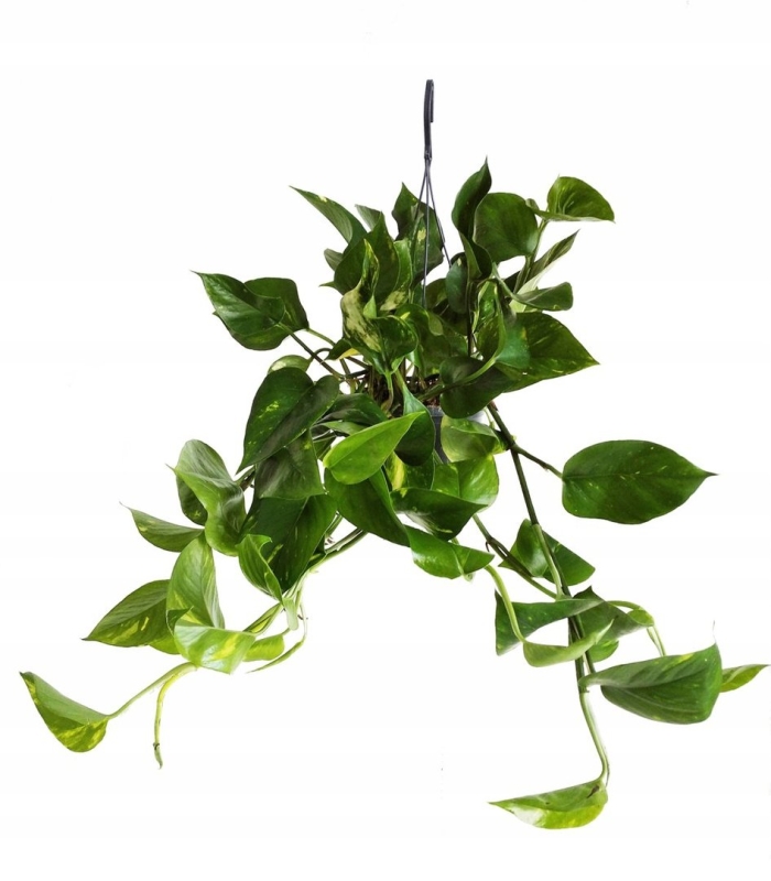 Сциндапсус вьюн лиана