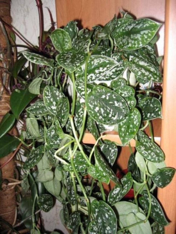 Сциндапсус argyraeus