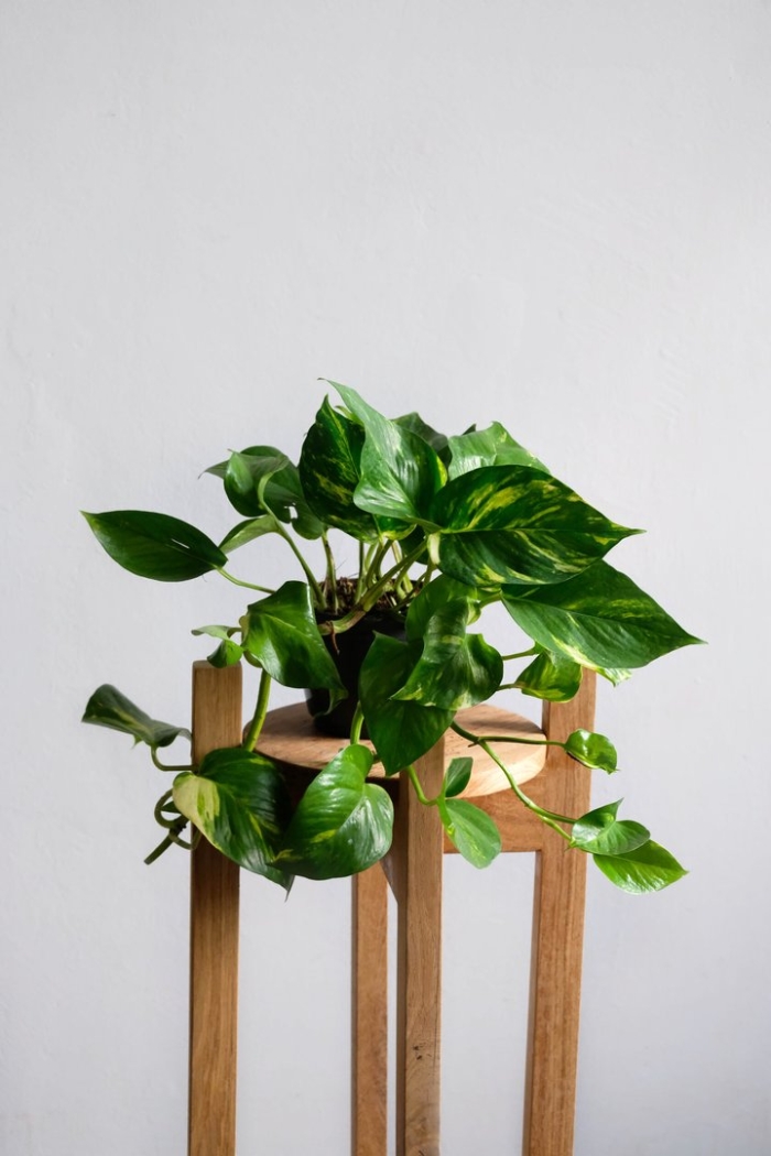 Эпипремнум скелетон