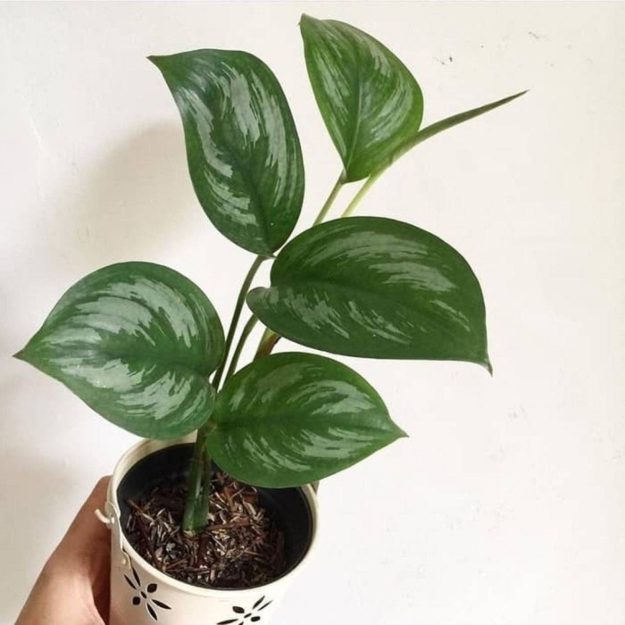 Сциндапсус snake scale