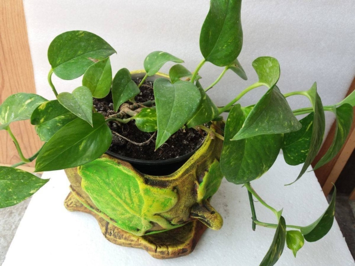 Сциндапсус цветок комнатный