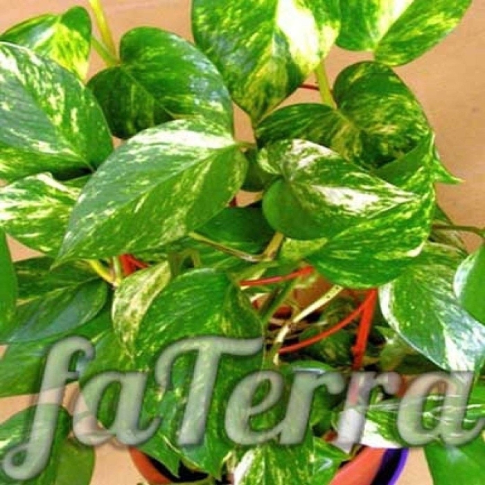 Сциндапсус комнатное растение