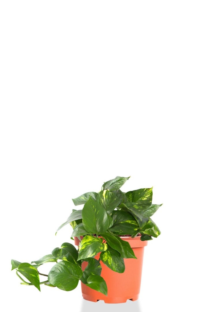 Сциндапсус ауреум