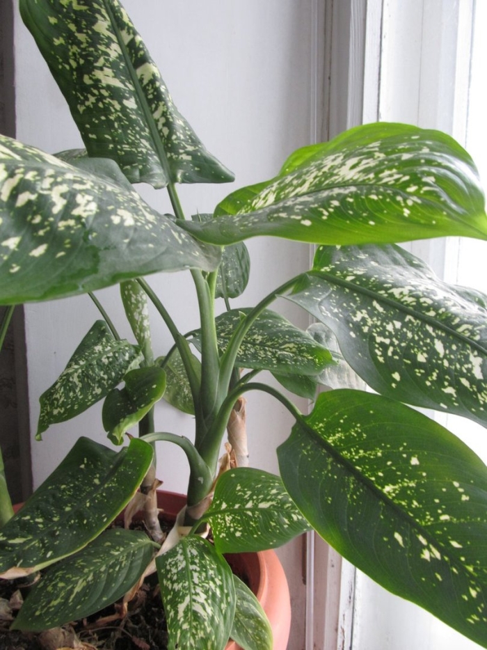 Цветок мужегон диффенбахия