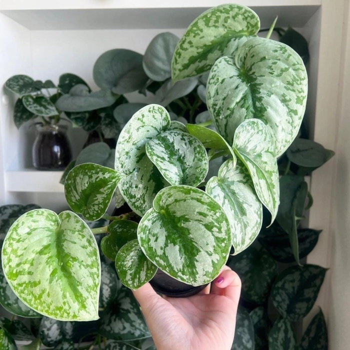 Сциндапсус экзотика сильвер