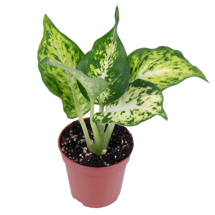 Комнатное растение диффенбахия