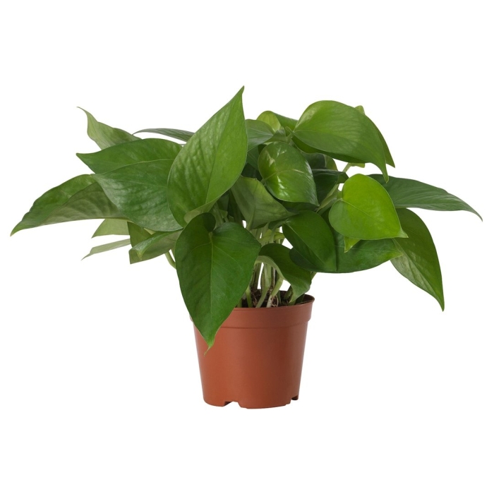 Эпипремнум мужегон