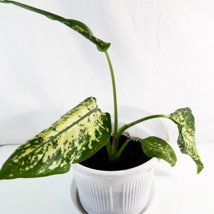 Диффенбахия мужегон