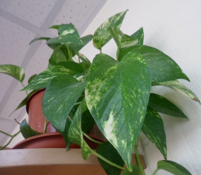 Сциндапсус перистый