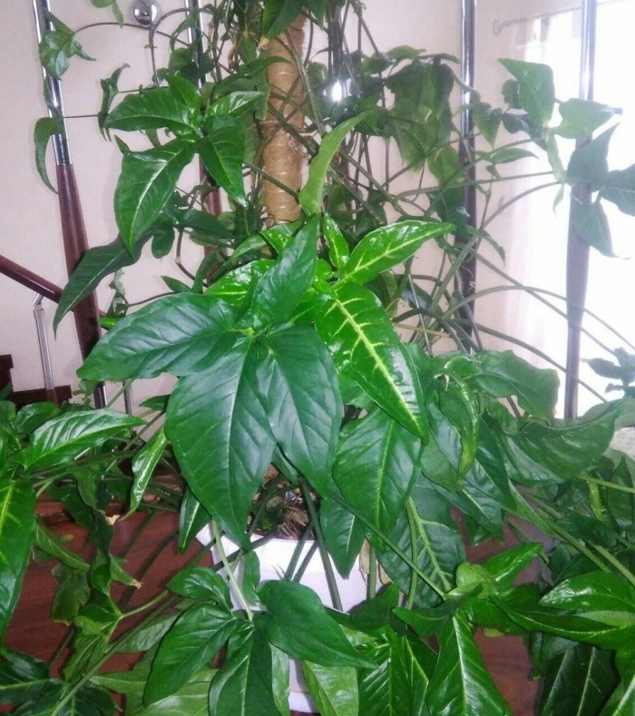 Сингониум мужегон