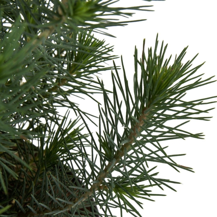 Сосна silvercrest