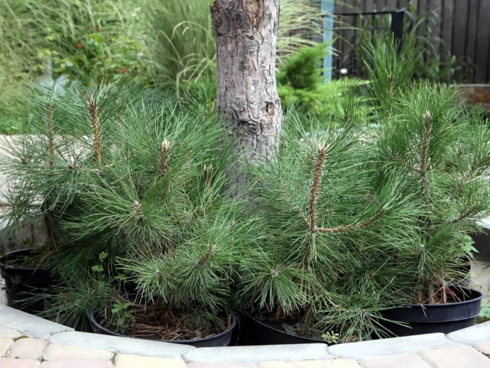 Сосна черная нана