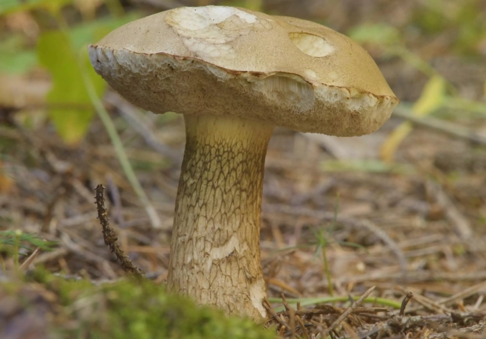 Желчный гриб горчак