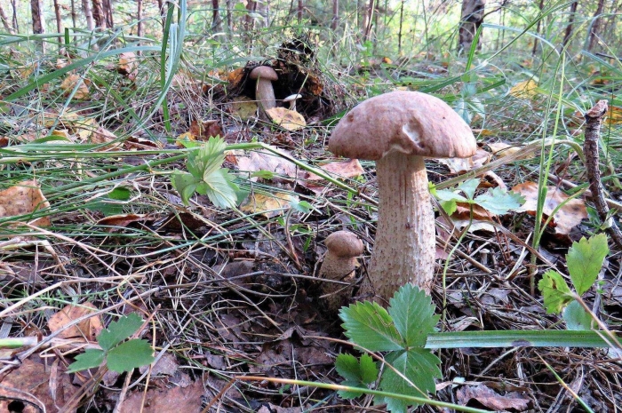 Подберезовик обыкновенный