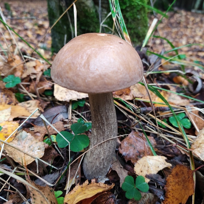 Ложные подберезовики