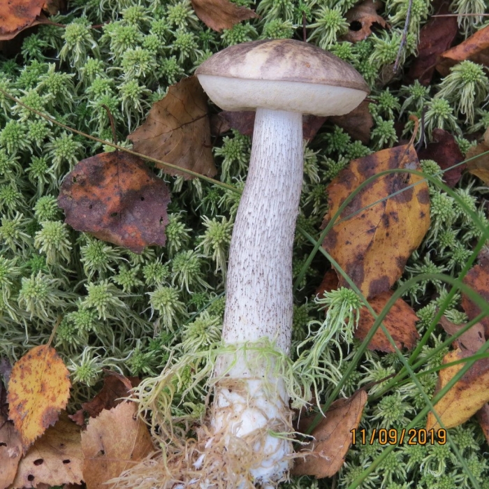 Подберезовик белый