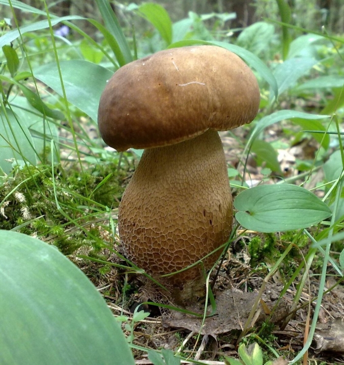 Грибы белый гриб