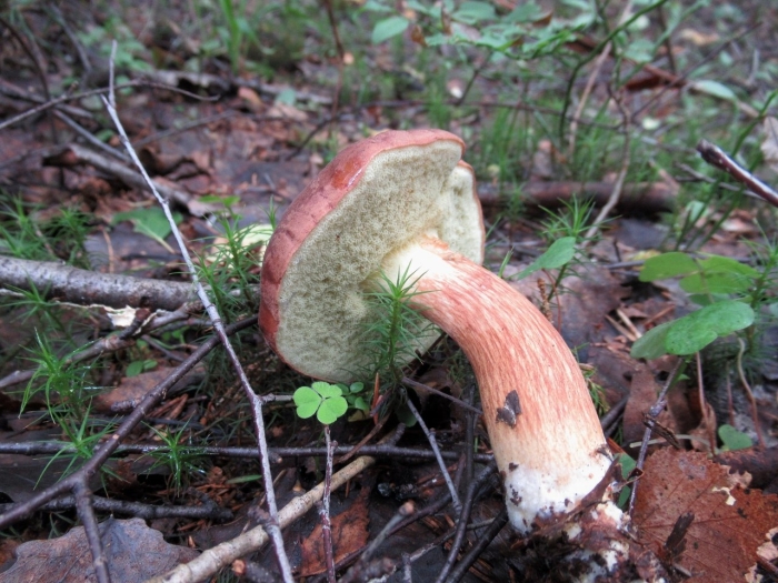 Подосиновик красный