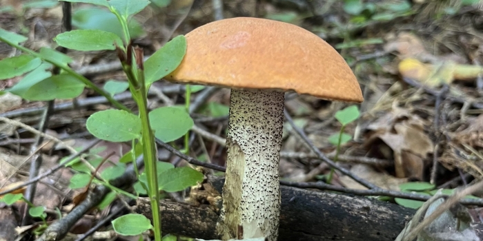 Гриб подосиновик