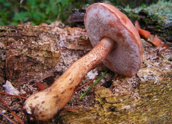 Гриб моховик ложный