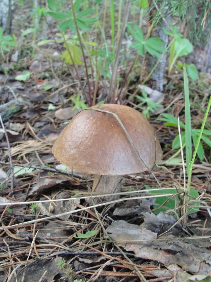 Подберезовик обыкновенный