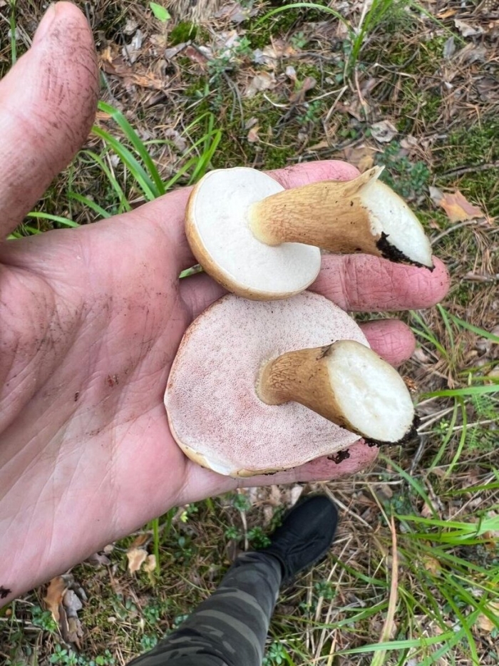 Ложные грибы