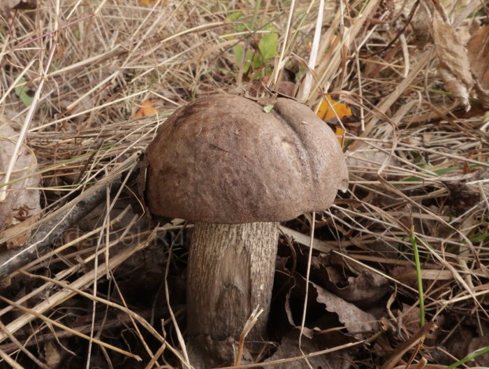 Гриб подберезовик