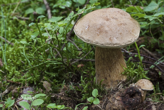 Белый гриб берёзовый boletus betulicola